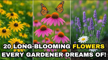 20 Longest-Blooming Perennial Flowers That Keep Your Garden Alive – Discover & Grow Today!