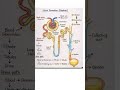 Structure of Nephron (kidney)