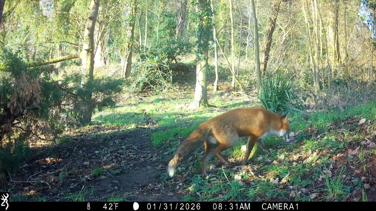 Fox watch #1 2026