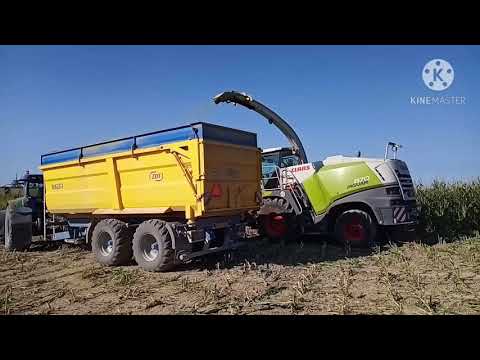 Siláže kukuřice 2020
