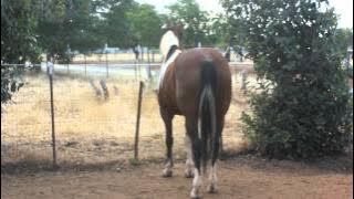 In Heat - horse's sweet call and a great 