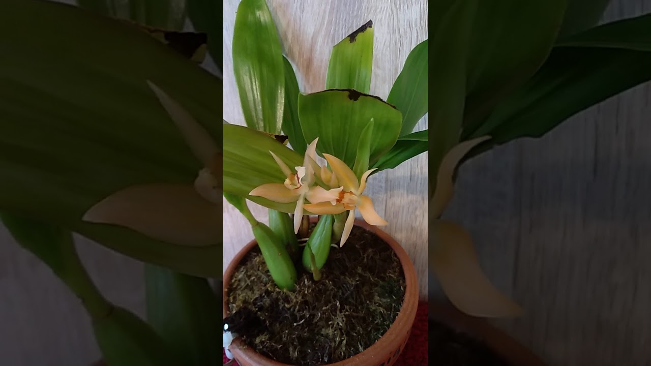 Coelogyne ( incrassata х lentIgInosa )