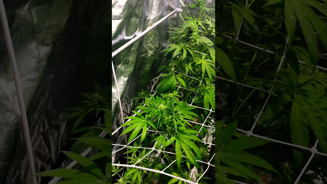 Pré-flora 13 genéticas CBD 🧬 para o desenvolvimento de Seed’s & novas genéticas