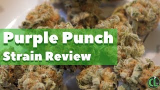 Purple Punch Strain Review Symbiotic Genetics