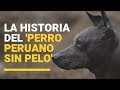 ¿Por qué el perro peruano sin pelo es la mascota del antiguo Perú?