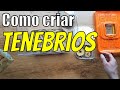 Como criar tenebrios desde cero en casa | Gusano de la harina