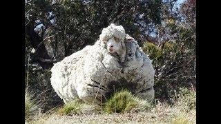 This Is What Chris The Sheep Looked Like Five Years Without Grooming!