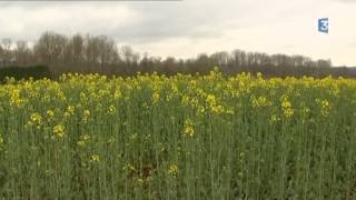 Hiver doux, printemps précoce...En Picardie maritime, insectes et parasites sont déjà là