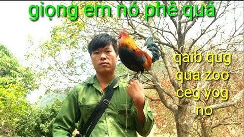 Thưởng thức con gà có giọng gáy hay nhất II tug qaib no qua zoo tiag tiag. (Xuân thào).