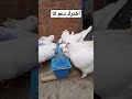 French Meat Pigeons French Meat Pigeons AbuRiyadh Shorts Pigons