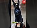 This Cat Breed Was Literally Worshipped #shorts #facts #amazing