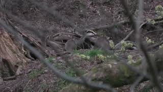 Wild Scottish Badgers: more troublesome cubs by Chris Sydes 44 views 10 days ago 3 minutes, 32 seconds