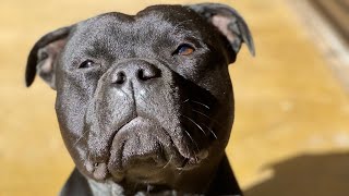 BLUE BLACK STAFFIES AUSSIE LONGEST LOCKDOWN HOME VIEW by Julian Jones 365 views 2 years ago 2 minutes, 24 seconds