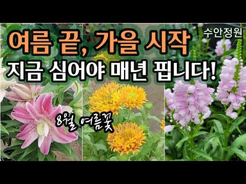 여름의 마지막 기회|지금 심으면 가을·내년까지 피는 다년생 화초 #수안정원