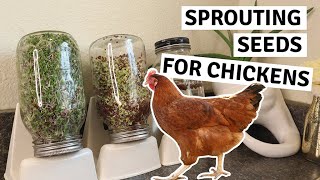 How to Grow Greens for Chickens  Sprouts for Chickens