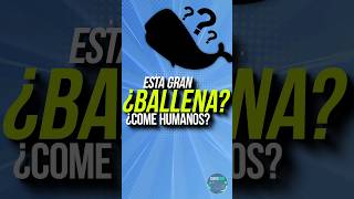 Esta Ballena Puede Comer Humanos? El Cachalote