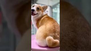 This is how my fluffy Corgi Gets The Perfect #Grooming #shorts #Viral #petgrooming