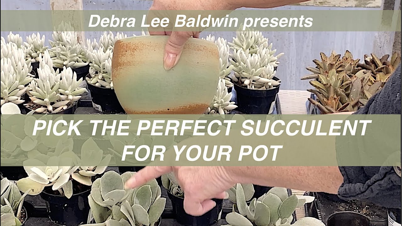 Pick the Perfect Succulent for Your Pot - YouTube