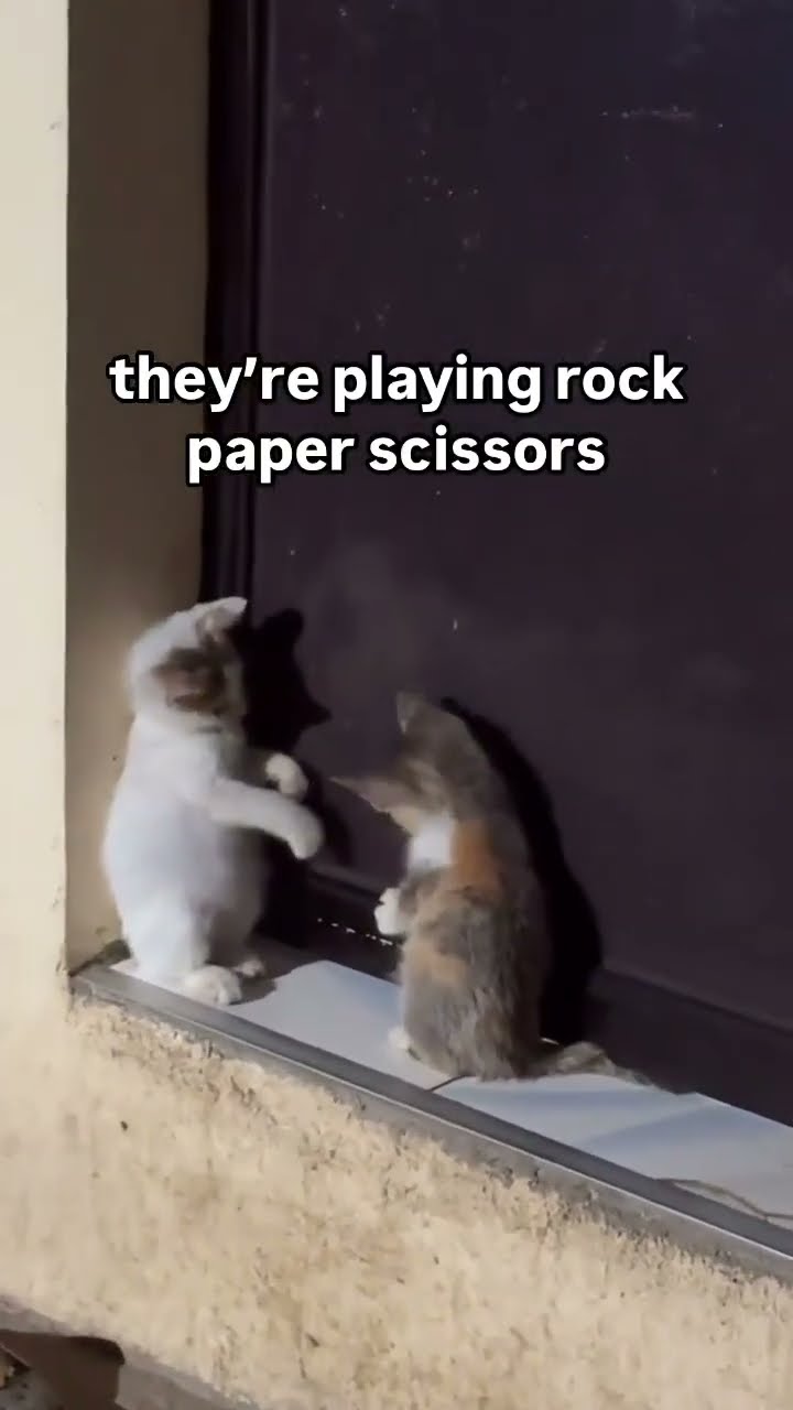Luhh kitty’s playing some rock paper scissors like so cute