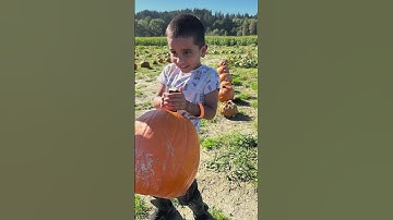 Pumpkin 🎃 Farm Patch and Puzzle Maze in Woodinville, USA #shorts #VihanY #halloween