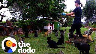 Tropical Paradise Is Home To 600 Cats | The Dodo