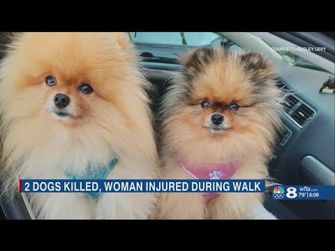 Dog Knotting Woman: A Community Responds