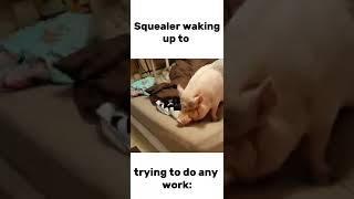 Animal Farm Slander #animalfarm Animalfarm #workharder