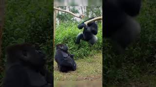 #travel #wildliferescue #documentary #nature #ai #animation #mountains #landanimals #discovery