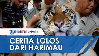 Katemin Lolos dari Serangan Harimau Cerita Pengalamannya Berhadapan: Aku Tak Ganggu Kau