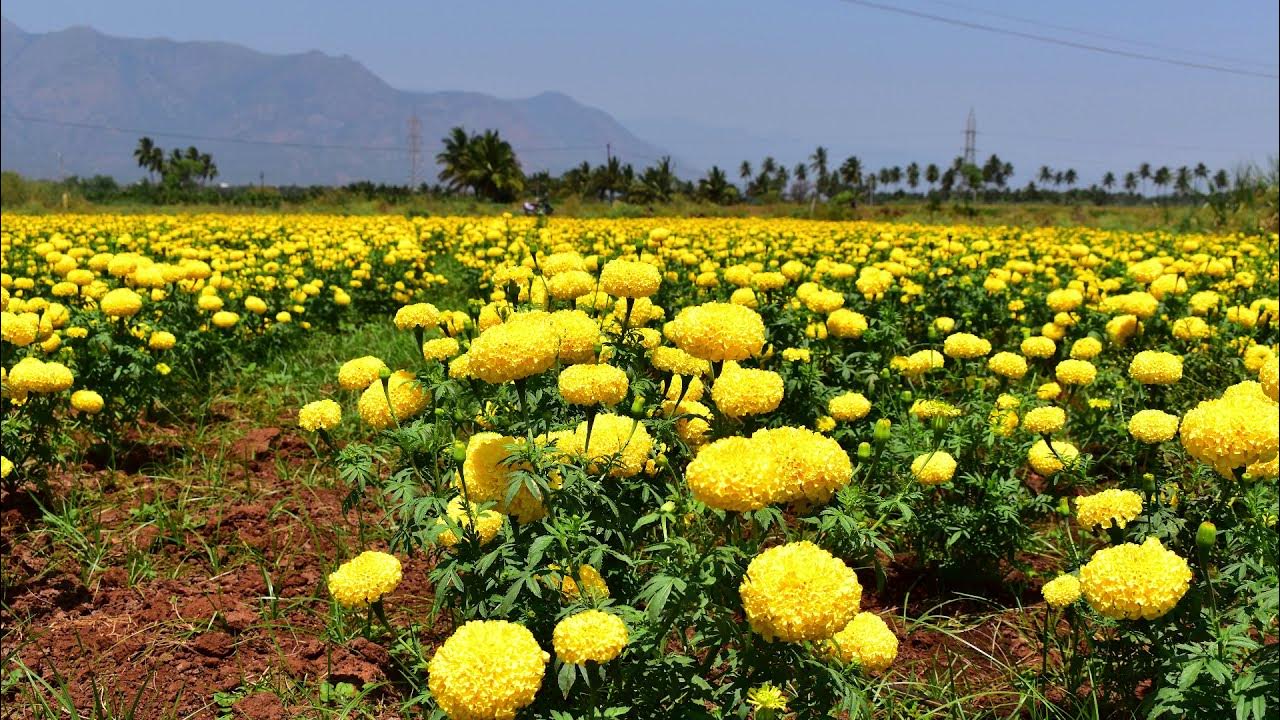 Yellow Samanthi Flowers Chrysanthemum Flower Sevanthi Flowers Field 5 YouTube