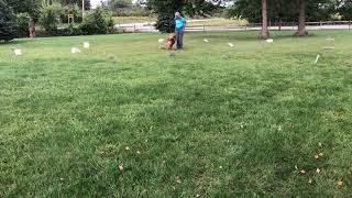 AKC Rally Novice Course #5