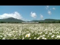 Camomile field on a background of mountains. Free HD stock footage.