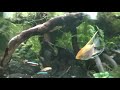 Pterophyllum scalare - Angelfish Fighting - Black vs Gold