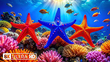 Tranquil 8K Aquarium Video – Peaceful Ocean World 🐠 Calming Music for Sleep & Deep Focus