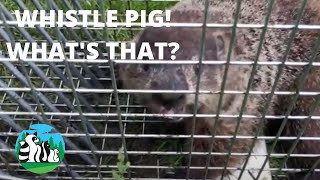 The Crazy Sound A Groundhog Makes! I'll Bet You've Never Heard It.