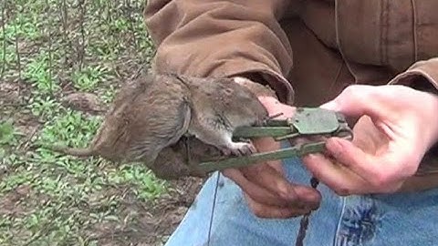 How to Set a Gopher Trap Victor 0615