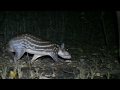 Paca Agouti Paca 
