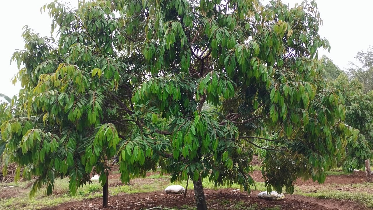 Solusi perawatan penyakit durian AKUT