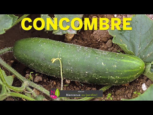 Le concombre, un légume sympa pour toute la famille - Programme Malin