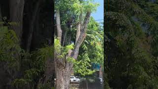Download Lagu 12 #detik #tebang POHON Besar MP3 Download Lagu 12 #detik #tebang POHON Besar MP3