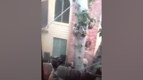 HOA president throwing trash over neighbors fence