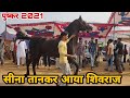 स्टेलियन शिवराज की दाँसू एंट्री पुष्कर मे || Pushkar Horse Market || Pushkar Fair