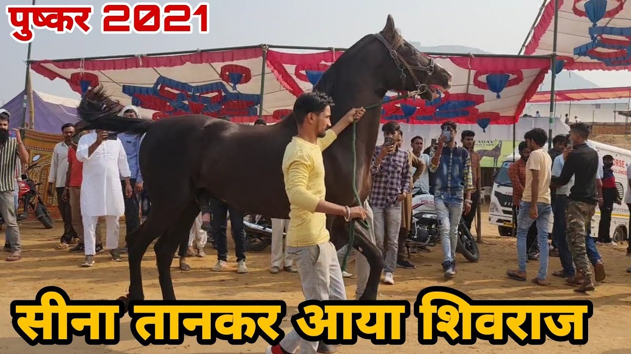 स्टेलियन शिवराज की दाँसू एंट्री पुष्कर मे || Pushkar Horse Market || Pushkar Fair