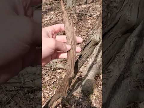 Video: Druiven lekken water - wat te doen als je wijnstok druppelt