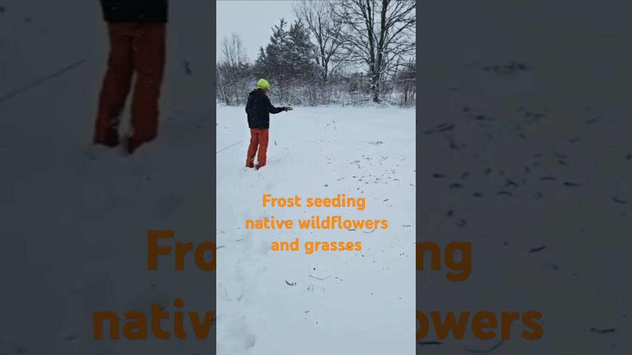 Frost Seeding!