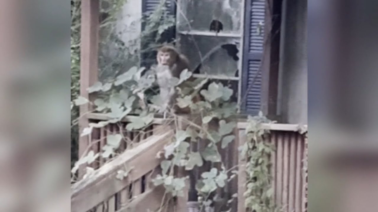 Mississippi woman kills escaped monkey fearing for her kids' safety ...