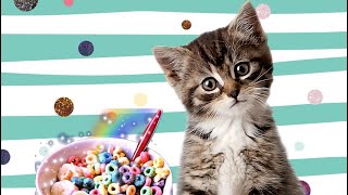 ПОКУПКИ ДЛЯ КОТЕНКА.ЕДЕМ В СУПЕРМАРКЕТ. ЕДА ДЛЯ КОТЕНКА. ПОКУПКИ ДЛЯ КОТЕНКА.ЕДЕМ В СУПЕРМАРКЕТ. ЕДА ДЛЯ КОТЕНКА.