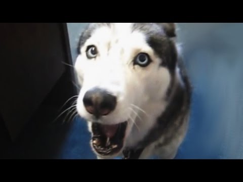 clips for crocs Funny animals: INCREDIBLE! Listen to what this dog says!