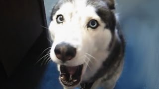 Funny animals: INCREDIBLE! Listen to what this dog says!