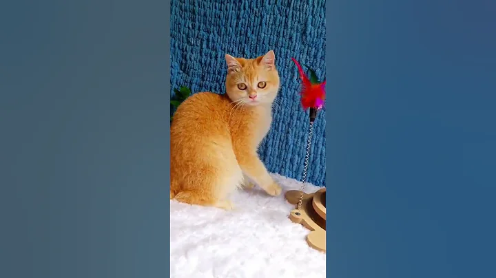 Video 8999031: british shorthair golden, british shorthair chocolate, color british shorthair, british shorthair boy, chocolate british cat